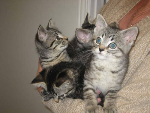 kittiesntitties.tumblr.com/post/2596292078/