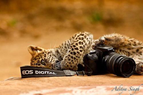 windswept07:  Canon as wildlife sees it - 3 by Aditya Singh   