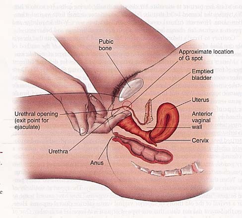 adanark-blog:G-spot orgasm instruction.