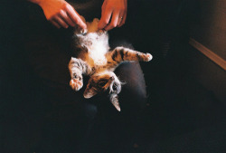 kittiesntitties.tumblr.com post 2609190264
