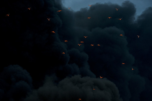 Fire reflected on birds in smoke, at Moerdijk, the Netherlands