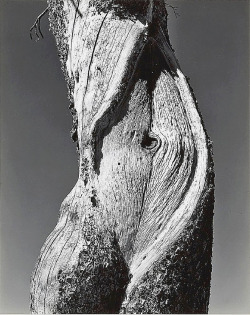 Pine, Lake Tenaya, Yosemite National Park Photo By Edward Weston, 1937