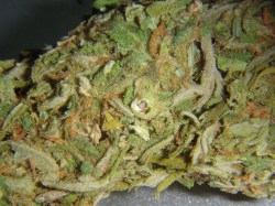 thatsgoodweed:  last (delicious nug) post