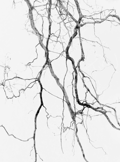 Exposed Roots, January 1, 2011