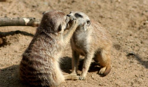 Mum, you’re embarrassing me! These cute meerkats were caught ‘kissing’ by a delighted onlooker at a zoo in Gelsenkirchen, Germany. But in actual fact, it’s good old mum trying get sand out of the mischievous youngster’s nose.  god, i love animals.