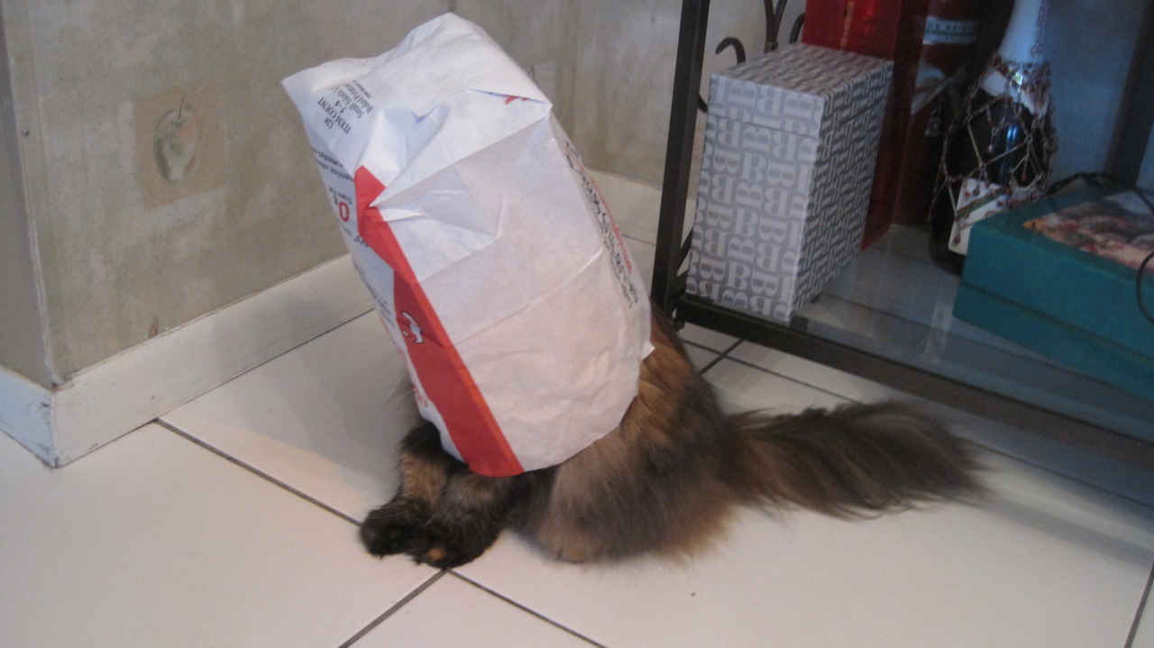 demon-of-the-fall:  I love my cat. She spent like 5 minutes in that bag lol  Daw