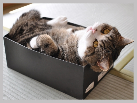 yourcuntingdaughter:  jgxx:  IS THAT CAT IN A FUCKING BOX!? DON’T WORRY EVERYONE!