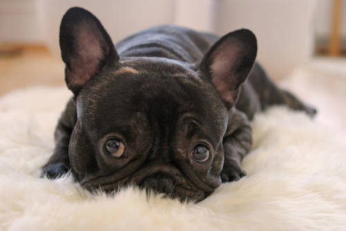 fuckyeahbulldog:  i’m listening (by Heidi) Frenchie Friday! 
