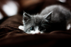 i want this kitten.&lt;3