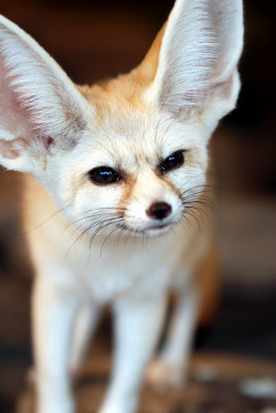 bornwithglitter:  raspberrytart:  Fennec