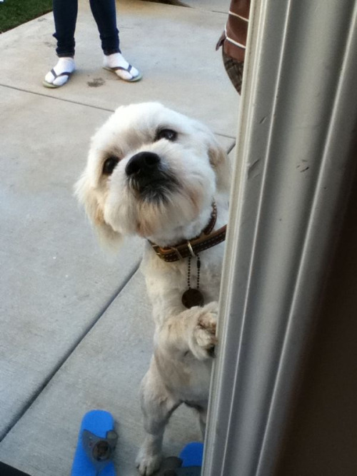 I’m jealous, my cousins got a new dog but the pound gave them the wrong dog. It was suppose to be my other cousin’s dog but they switched them up tho haha. But they might have to give him away anyways because my uncle doesn’t like him.