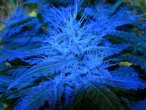 budznbabez:  AVATAR BUD! Close up of an immature cannabis indica flower. Photo by: