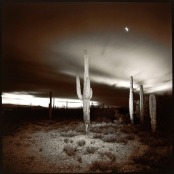 Desert Cactus photo by Richard Misrach, 1977