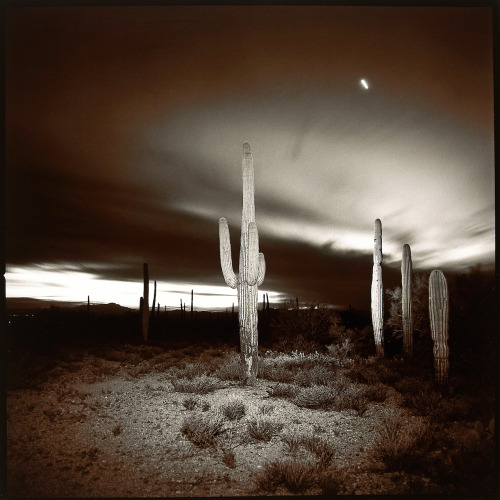 Desert Cactus photo by Richard Misrach, 1977 porn pictures