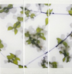   Jeri Eisenberg Dogwood (White) No. 2, 2008 Archival pigment ink on Japanese paper infused with encaustic medium via Drooel 