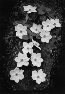 Dogwood, Yosemite National Park photo by Ansel Adams, 1938