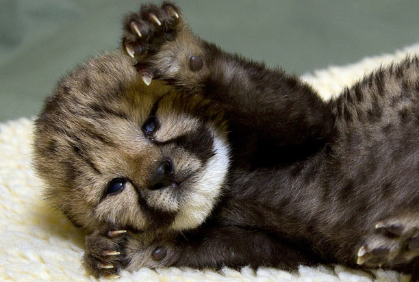 theanimalblog:  10 day old cheetah cub Kiburi opens his eyes, San Diego Zoo Safari