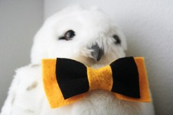 notyourhousekeeper:  soglideaway:  allrespectablewizardsdo:  i want this bow tie. Bow ties are cool.  HUFFLEPUFF BOW TIE LIKE YEAH.  Hermione, what are you doing? You’re not in Hufflepuff.  YES