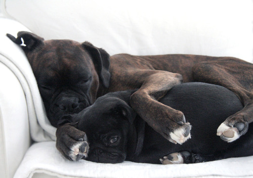 littlemusicbox:  (photo; me)  I met a pahppy today that looked like this boxer :3