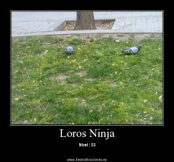 Notable los Loros Ninja
