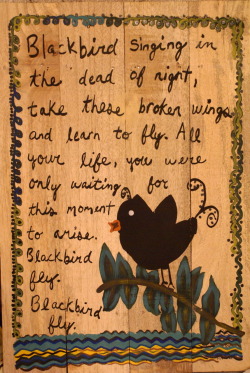 Blackbird fly