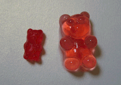 khatulan:  Before &amp; After Gummy Bears soaked in Vodka. 