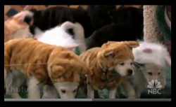 Appledress:  Jasmine-Tealeaves:  Petite-Gin:  Puppies Dressed As Cats! Puppies Dressed