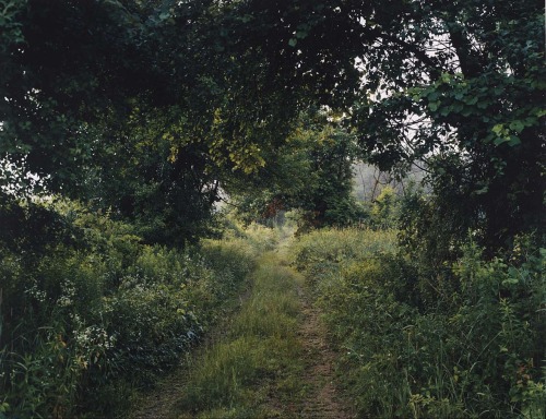 Photograph by Barbara Bosworth from the series, “Meadow, Carlisle, MA”