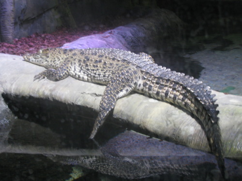 croc