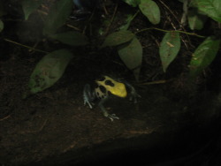 poison dart frog