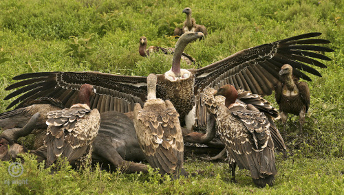 njwight:  njwight:  The extraordinary wingspan of a Ruppells Griffon vulture trying to intimidate his way into the feeding circle. Notice there are 6 vultures lined up across that expanse of wing. To have hit the shutter at this exact moment made this