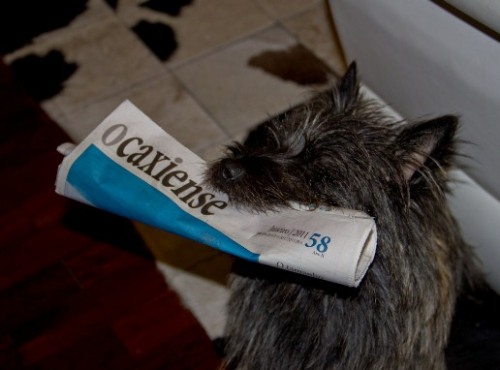 O cão entregador do jornal @ocaxiense
O cachorrinho da foto é o Barto, o cairn terrier do assinante Celso Tissot, entregando a edição 58 do jornal O CAXIENSE.
Um cão inteligente :)