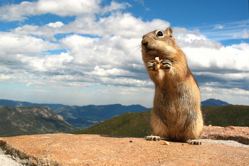 06-05-10: Chipmunk Near Trail Ridge Road (by Ryan)