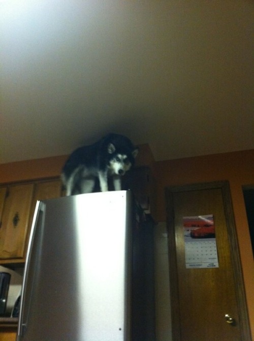 meghanbluebird:discovergeneralmills:Walk in.See this.Wat do?Depends, do you own a dog?