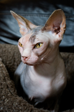 vicare:  Sphynx 