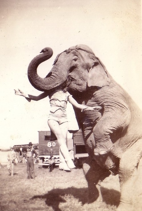 deroli: vintagephoto: inside elephants :)
