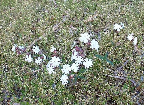 Night flowering catchfly blooming in a fallow field.