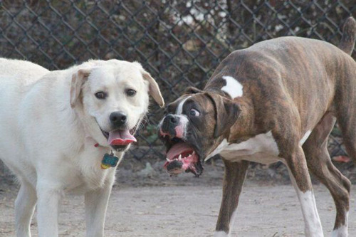 goldeengoldeen:  why you no tumble anymore :(  Oh.  My.  God. Why boxers are kind of awesome.