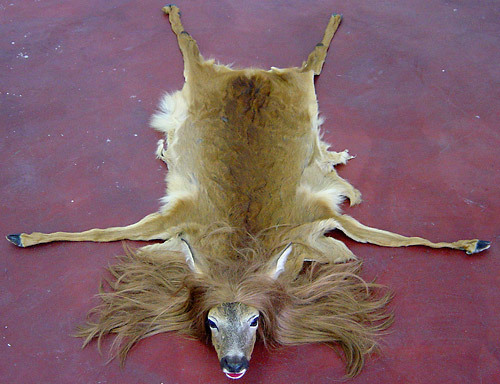 taxidermy-in-art: Pascal Bernier, Descente de lit, 2001 Throphées naturalisés,