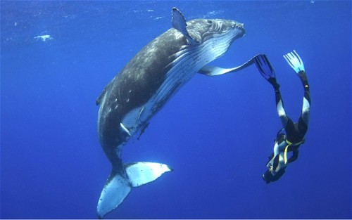 Pictures of the day: 13 January 2011 - Telegraph