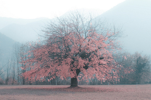ca-mills.tumblr.com/post/2753325956/