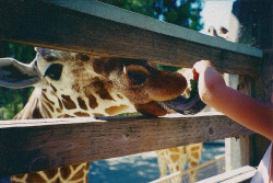 neoncats:  (by aubrionna) 