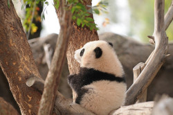 fuckyeahgiantpanda:  Little Zhen Zhen at the San Diego Zoo on January 1, 2008. © Rita Petita. 