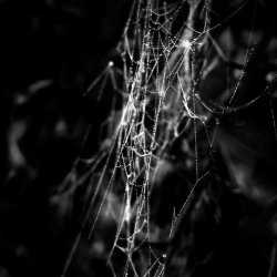 black-and-white:  chaos | by ArtOfFragility