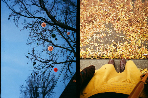 thelastgreatpoolparty:  In Berkeley, on a street filled with hanging balls of Christmas lights and c
