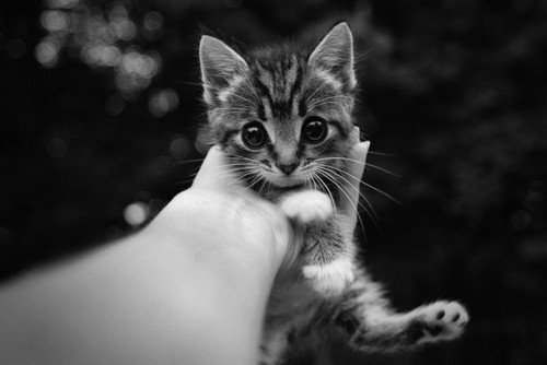 kittenskittenskittens:  behold… the KITTEN 