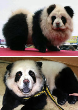 miserabilia-:  ramirez-dahmer-bundy:  Panda