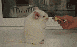 F Yeah, Cute Animals!