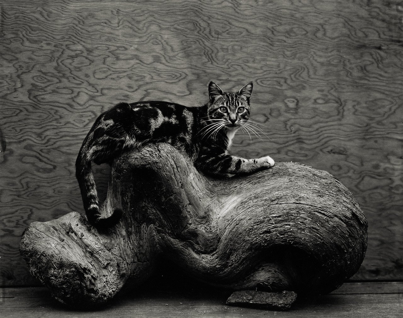 Johnny photo by Edward Weston, 1944