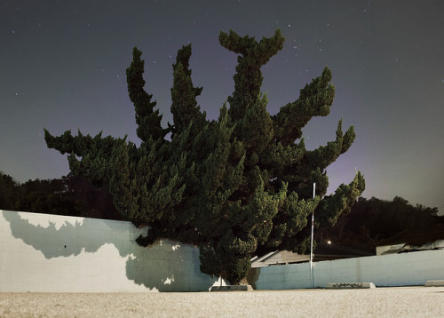 photographsonthebrain:tree (by Ryan Schude)